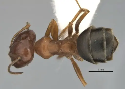 Melophorus attenuipes - JDM32-002000-2