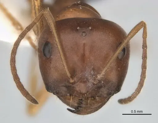 Melophorus attenuipes - JDM32-002000-2