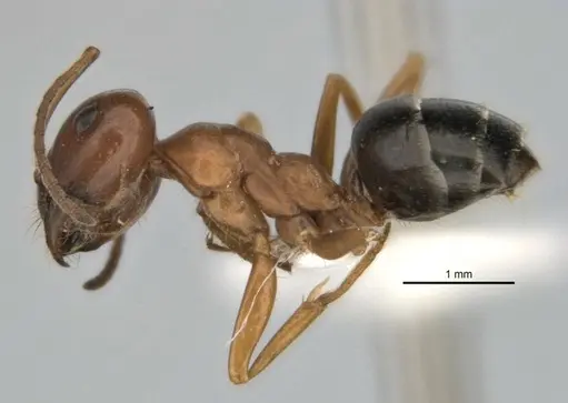 Melophorus attenuipes - JDM32-002000-2