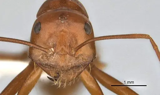 Melophorus bagoti specimen