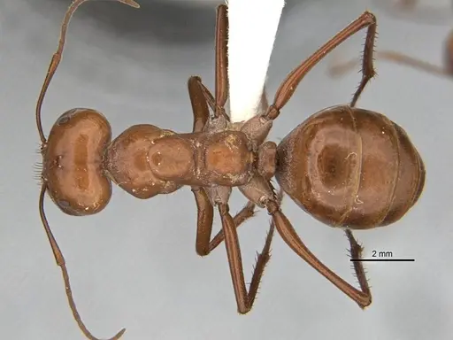 Melophorus bagoti - ANIC32-900070-2