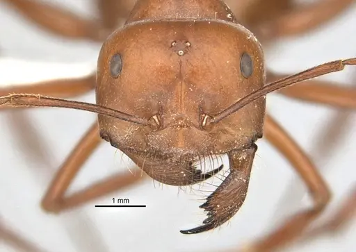 Melophorus bagoti - ANIC32-900070-2