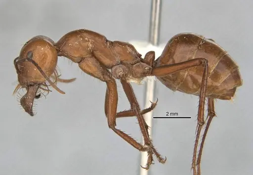 Melophorus bagoti - ANIC32-900070-2