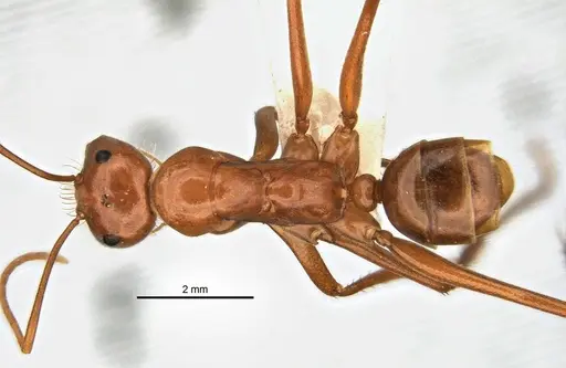 Melophorus bagoti - ANIC32-900190-1