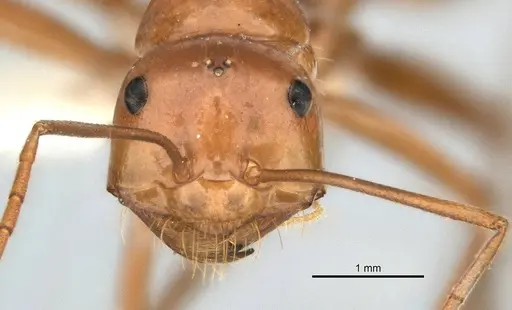 Melophorus bagoti - ANIC32-900190-1