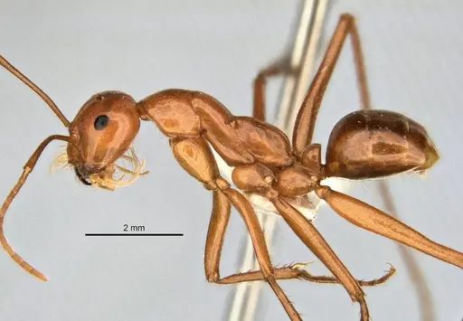 Melophorus bagoti - ANIC32-900190-1