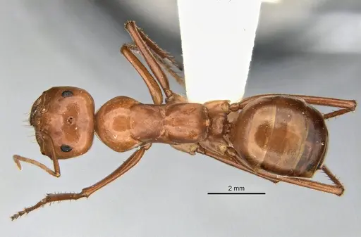 Melophorus bagoti - ANIC32-900190-2