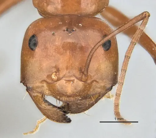 Melophorus bagoti - ANIC32-900190-2