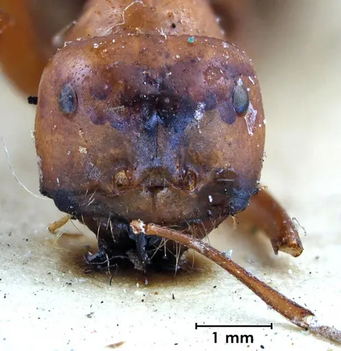 Melophorus bagoti - ANTWEB1038561