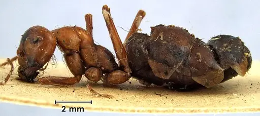 Melophorus bagoti - ANTWEB1038561