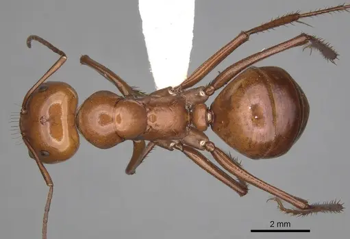 Melophorus bagoti - CASENT0280499