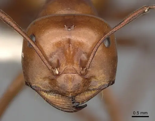 Melophorus bagoti - CASENT0280499