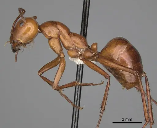 Melophorus bagoti - CASENT0280499