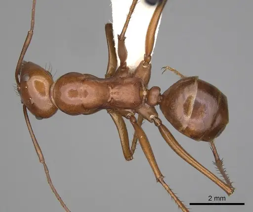 Melophorus bagoti - CASENT0280500