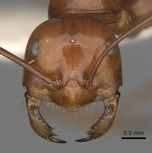 Melophorus bagoti - CASENT0280500