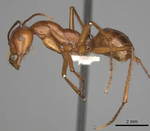 Melophorus bagoti - CASENT0280500