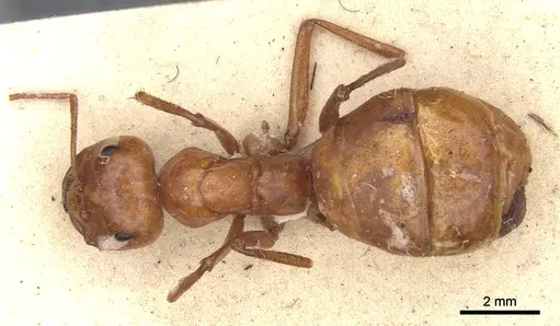 Melophorus bagoti - CASENT0903260