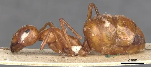 Melophorus bagoti - CASENT0903260