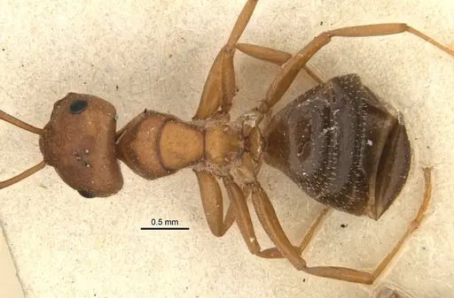 Melophorus barbellulatus specimen