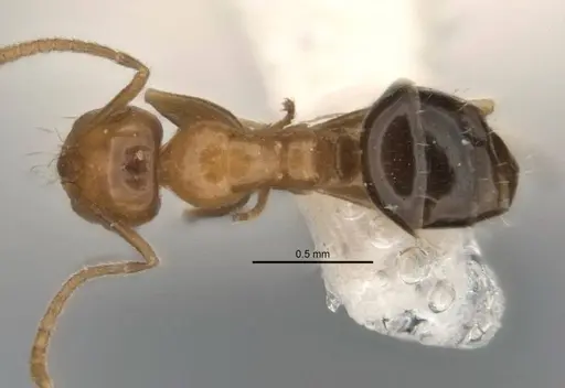 Melophorus biroi specimen