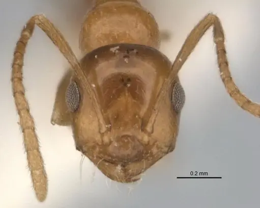 Melophorus biroi specimen