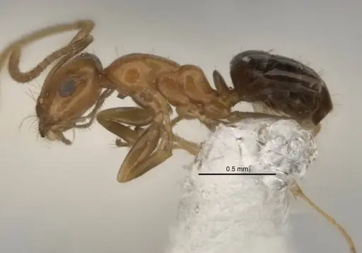 Melophorus biroi specimen