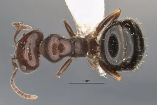 Melophorus biroi - ANIC32-900113-2