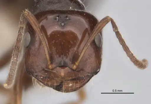 Melophorus biroi - ANIC32-900113-2
