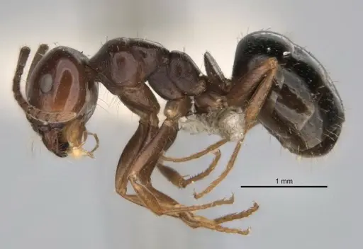 Melophorus biroi - ANIC32-900113-2