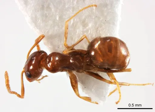 Melophorus biroi - ANTWEB1008661