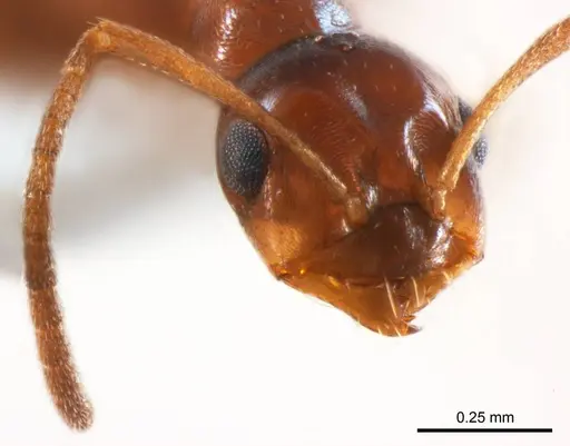 Melophorus biroi - ANTWEB1008661