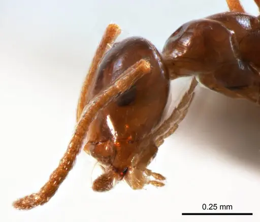 Melophorus biroi - ANTWEB1008661