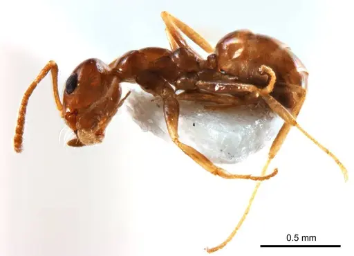 Melophorus biroi - ANTWEB1008661
