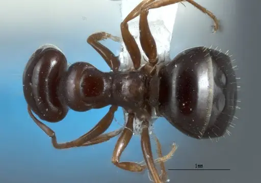 Melophorus biroi - ANTWEB1008998