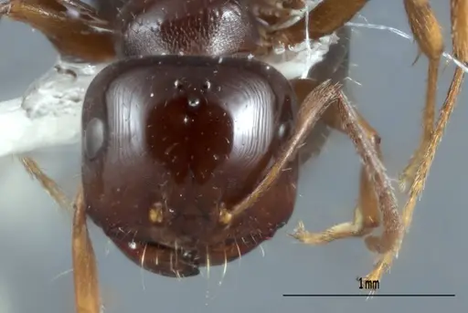 Melophorus biroi - ANTWEB1008998