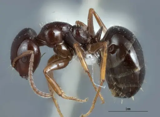 Melophorus biroi - ANTWEB1008998