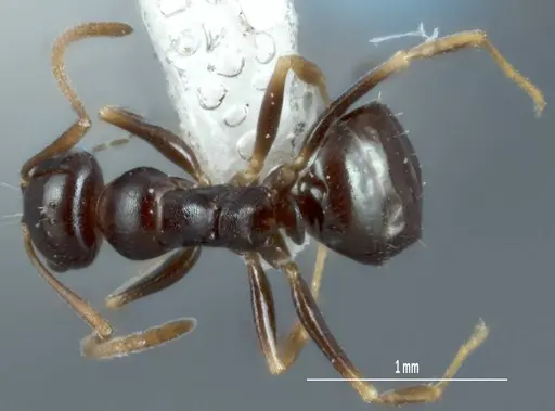 Melophorus biroi - ANTWEB1008999