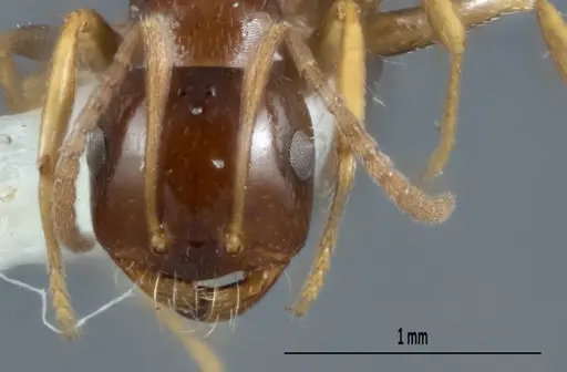 Melophorus biroi - ANTWEB1008999