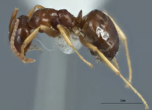 Melophorus biroi - ANTWEB1008999