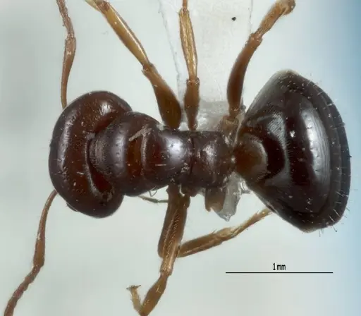 Melophorus biroi - ANTWEB1041108