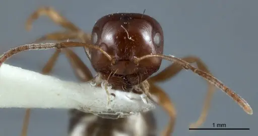 Melophorus biroi - ANTWEB1041108