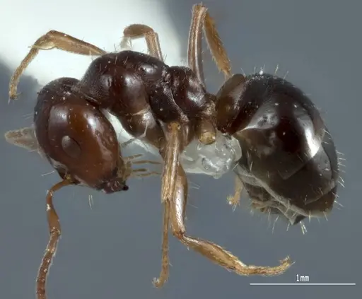 Melophorus biroi - ANTWEB1041108