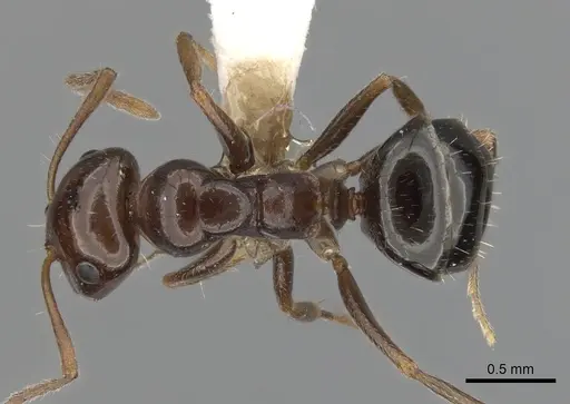 Melophorus biroi - CASENT0280486