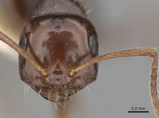 Melophorus biroi - CASENT0280486