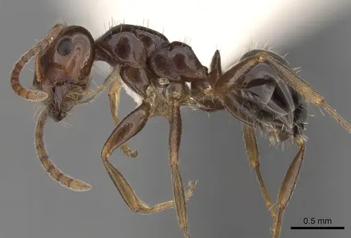 Melophorus biroi - CASENT0280486