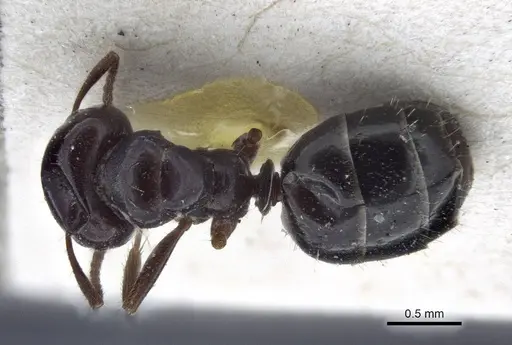 Melophorus biroi - CASENT0916668