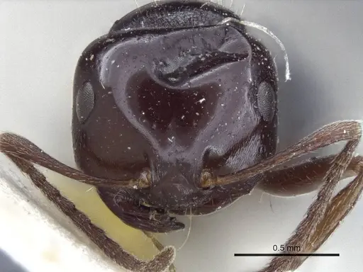 Melophorus biroi - CASENT0916668