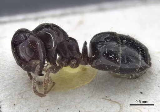 Melophorus biroi - CASENT0916668