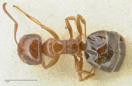 Melophorus biroi - FOCOL2211