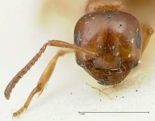 Melophorus biroi - FOCOL2211